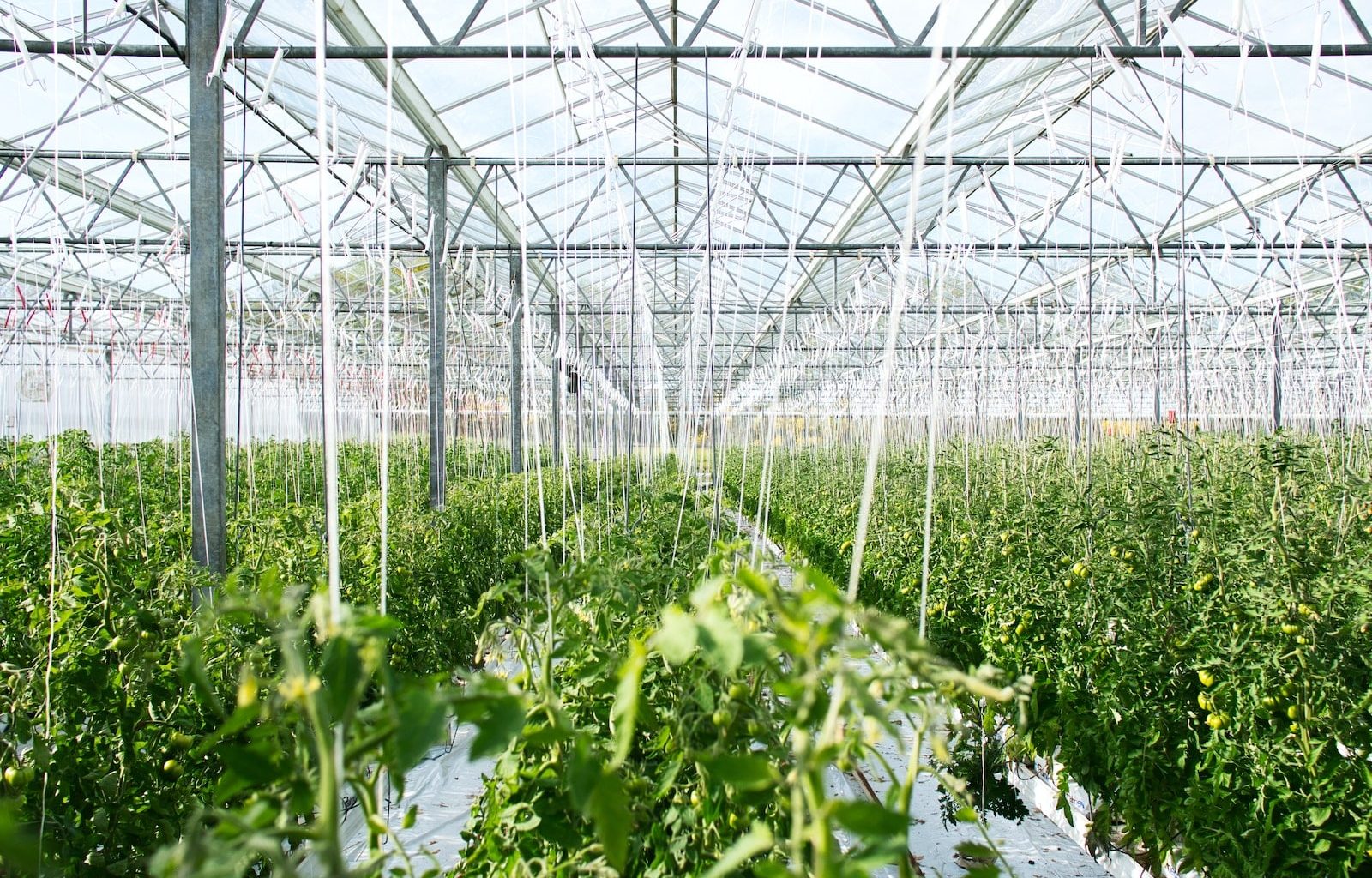 How to Use a Portable Greenhouse