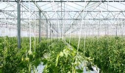 How to Use a Portable Greenhouse