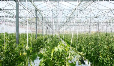 How to Use a Portable Greenhouse