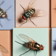 types of flies in the house