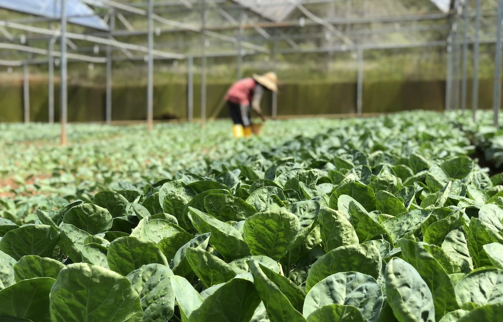 What is a Greenhouse Made of
