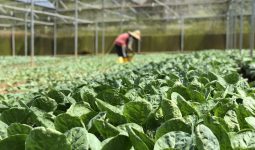 What is a Greenhouse Made of