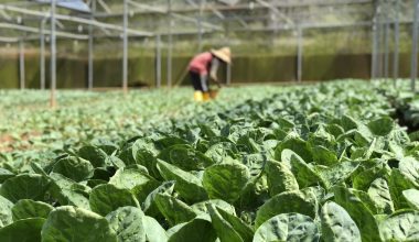 What is a Greenhouse Made of
