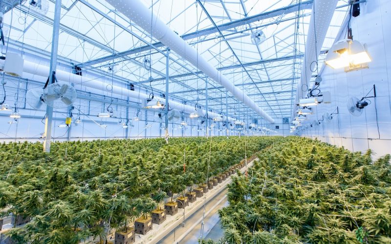 What Plastic to Use for Greenhouse