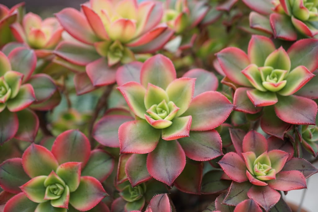 Aeonium