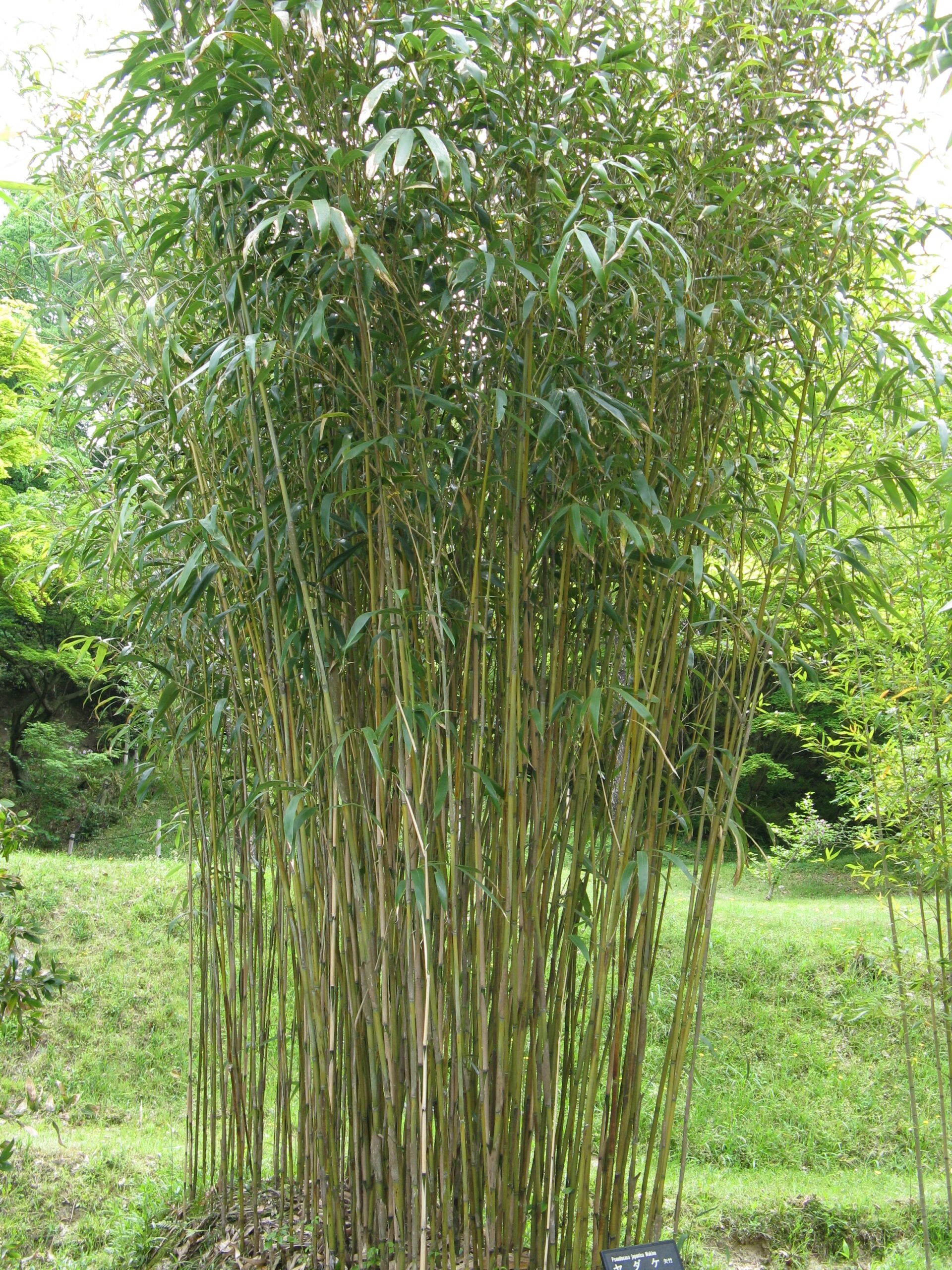 arrow bamboo