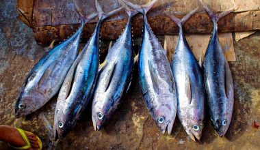 Best Substitutes for Tuna