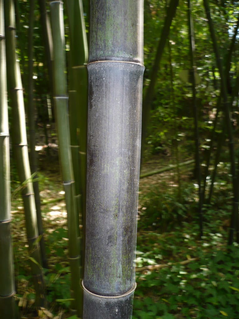 Black Bamboo