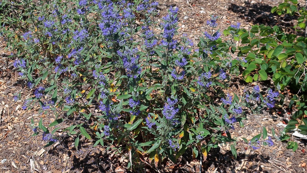 Blue Mist Shrub