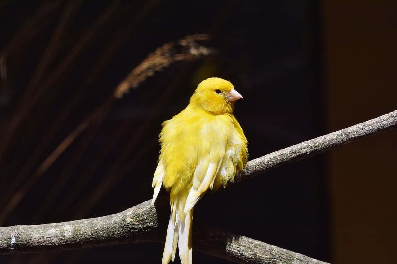 Canary