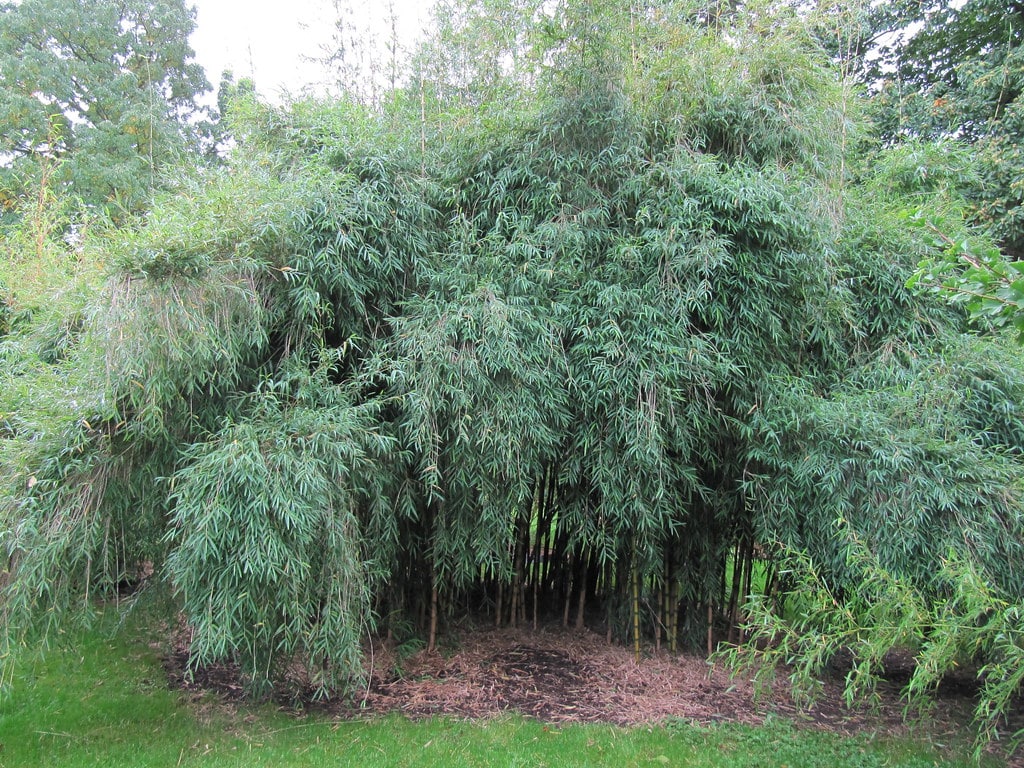 Chilean Bamboo