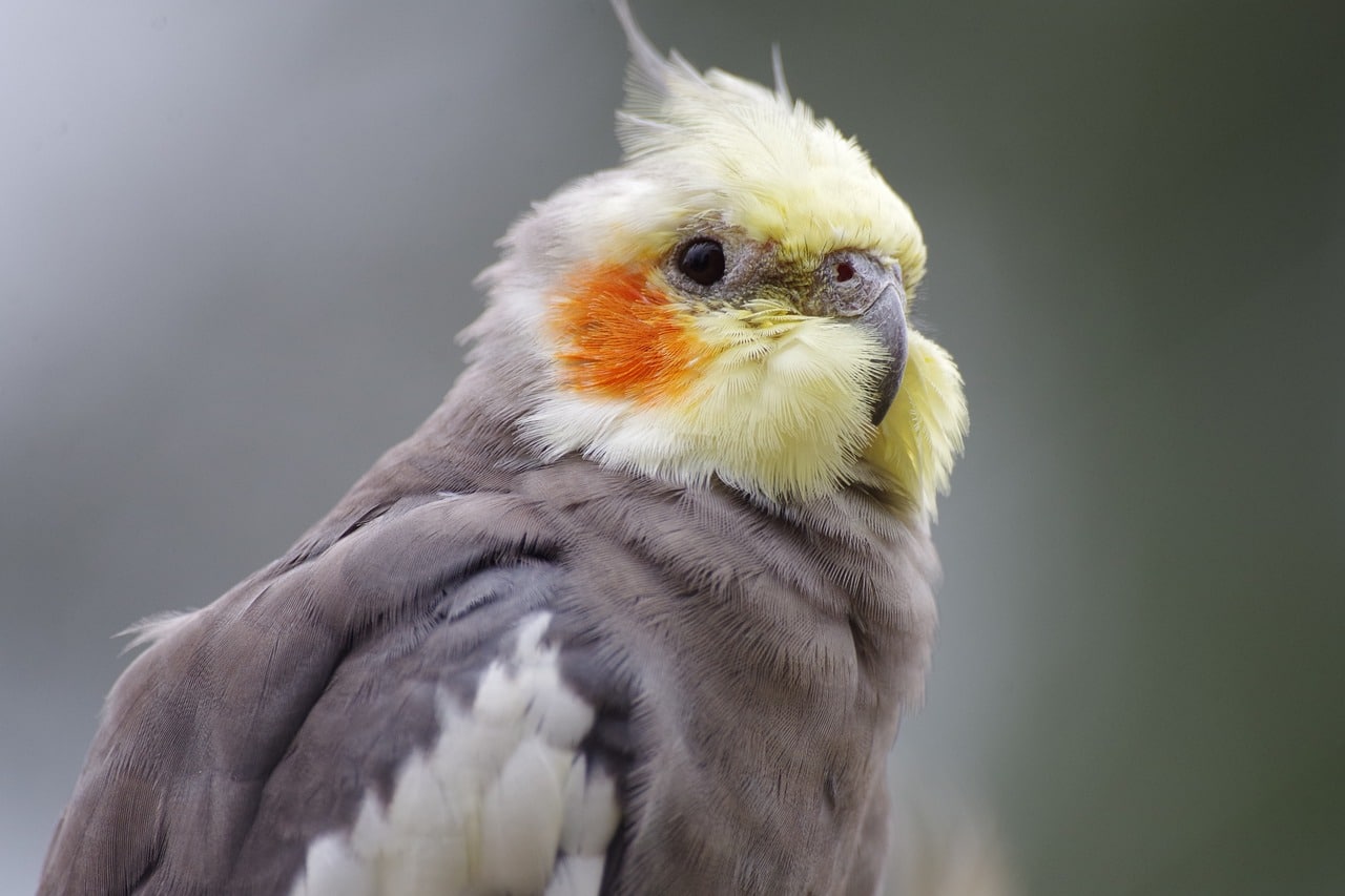 Cockatiel