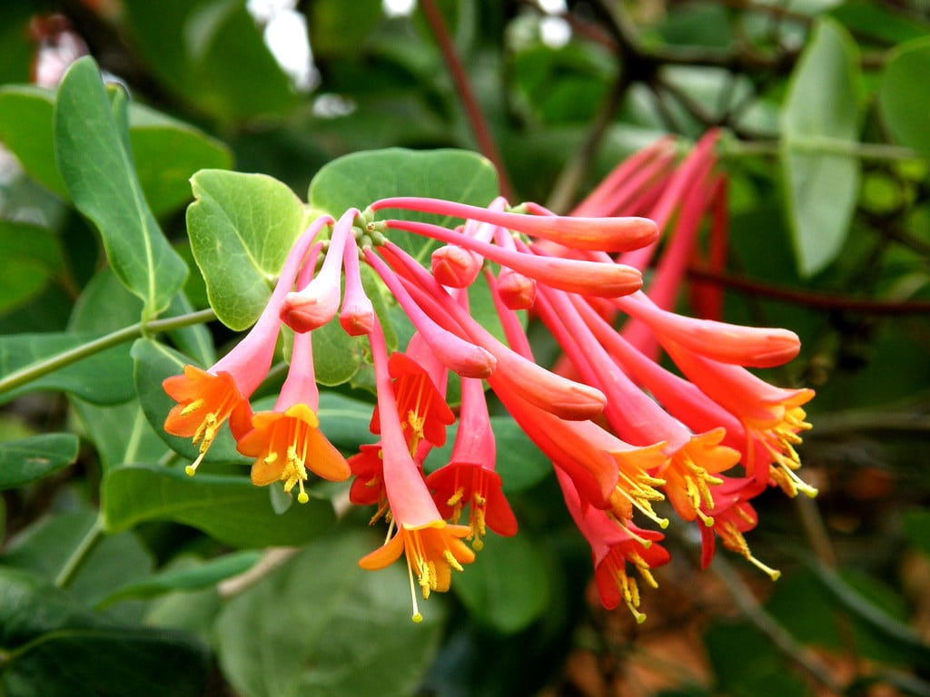 Coral Honeysuckle