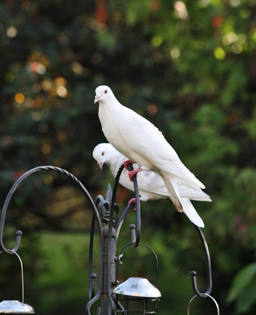 Doves