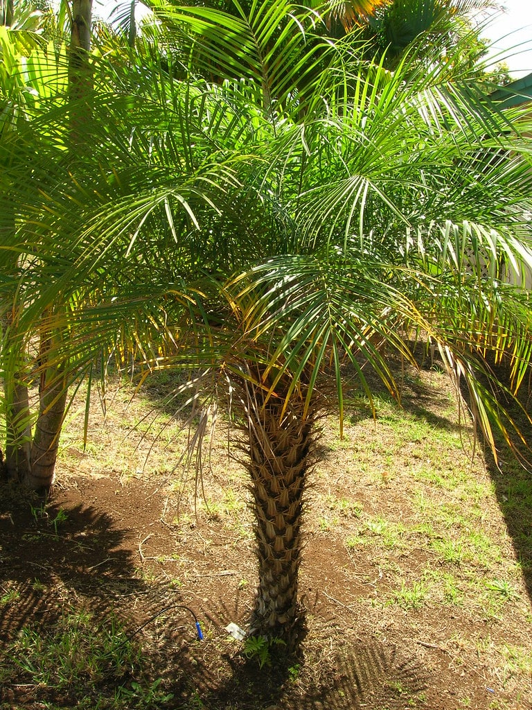 Dwarf Date Palm