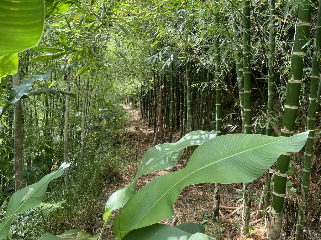 Guadua Bamboo