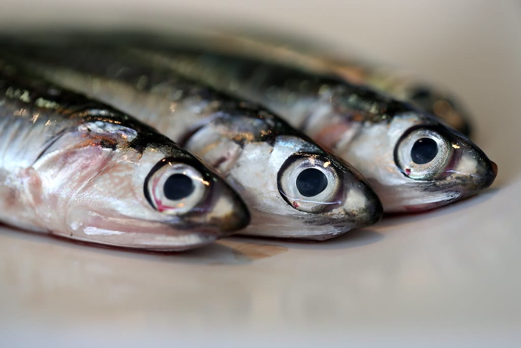 Mackerel