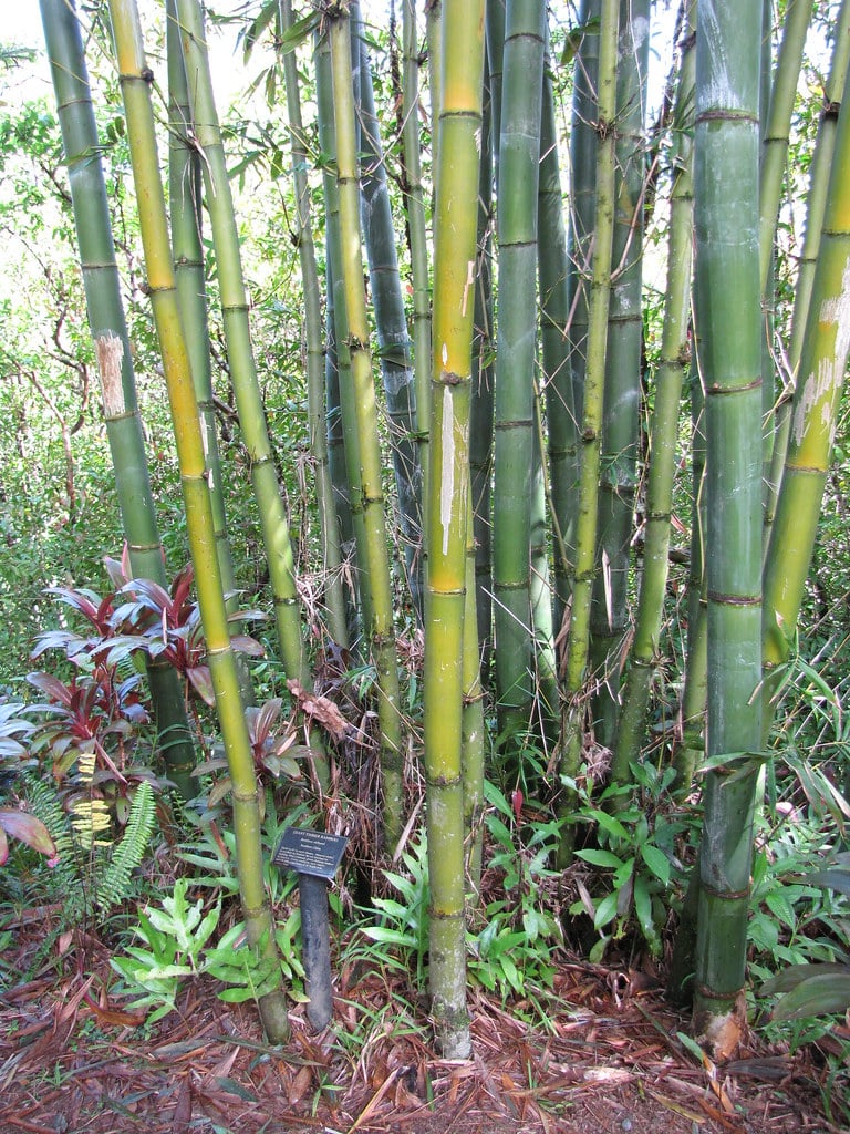 Oldham’s Bamboo