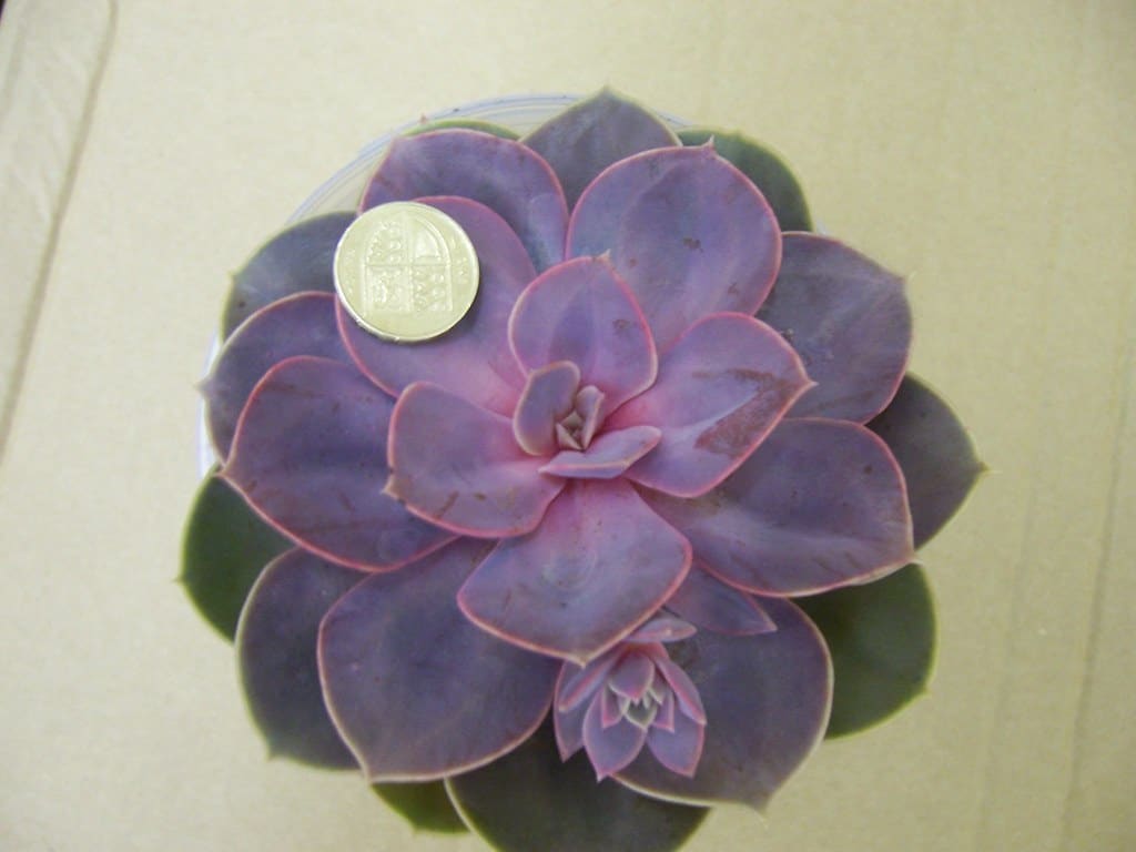 Perle von Nurnberg