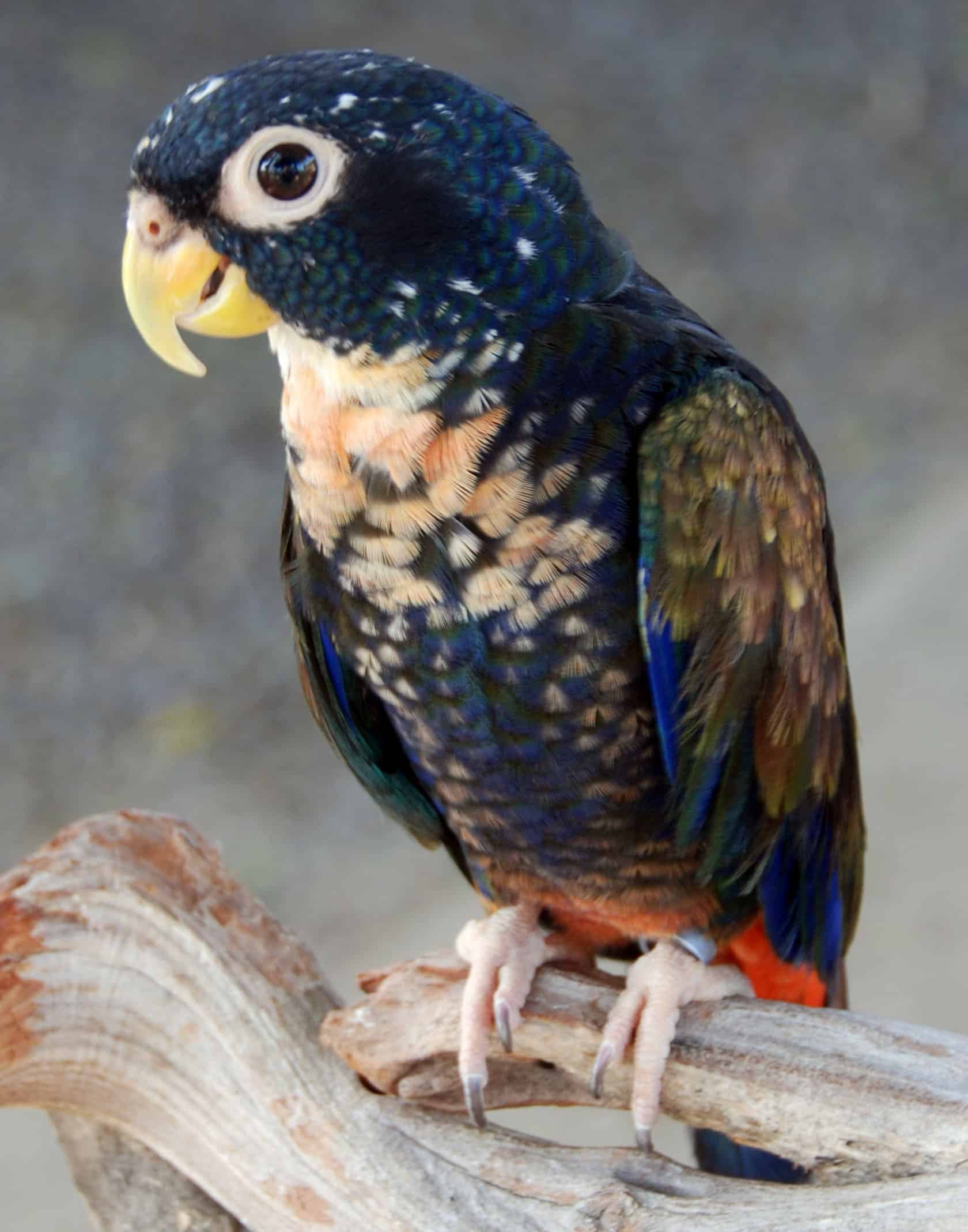 Pionus Parrot