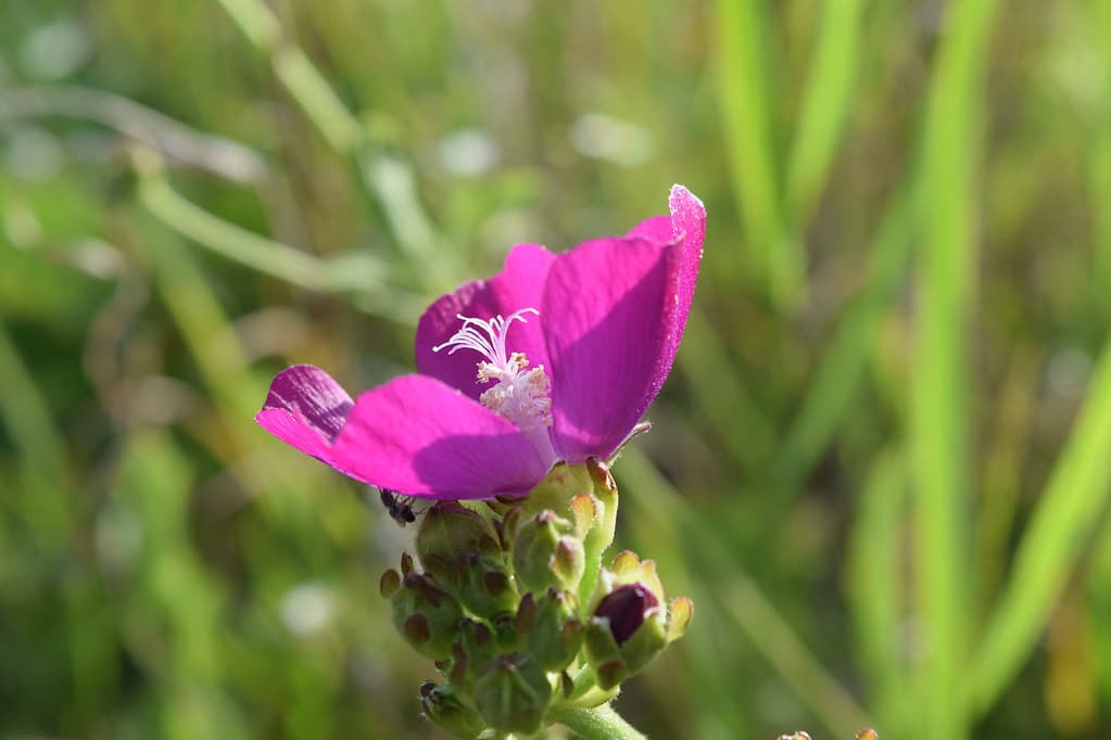 Poppy Mallow