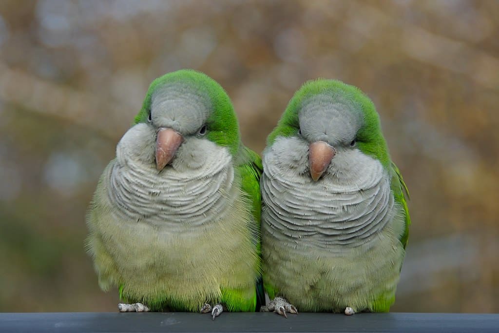 Quaker Parrot