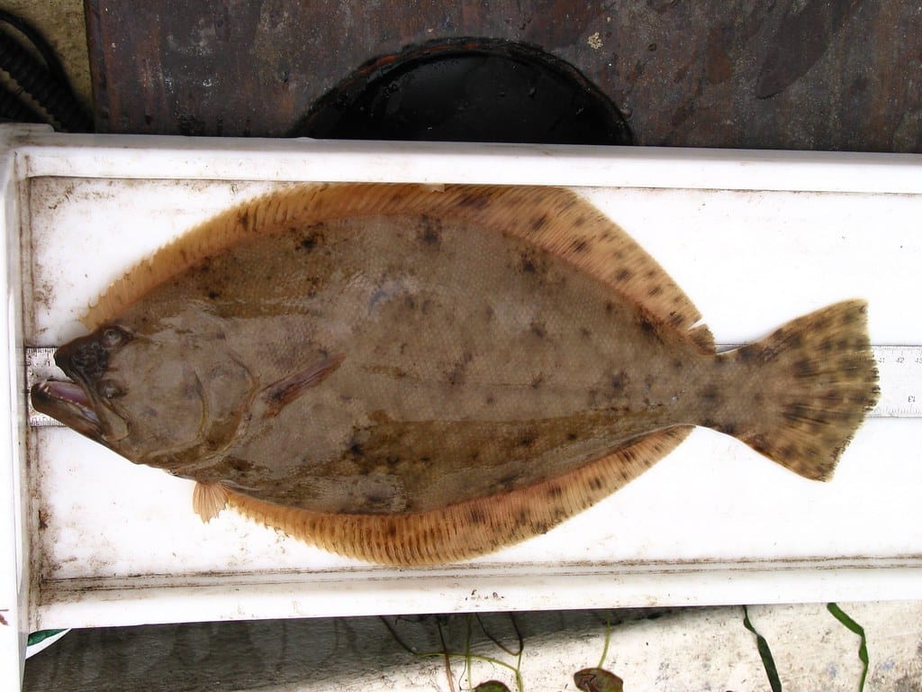 Summer Flounder