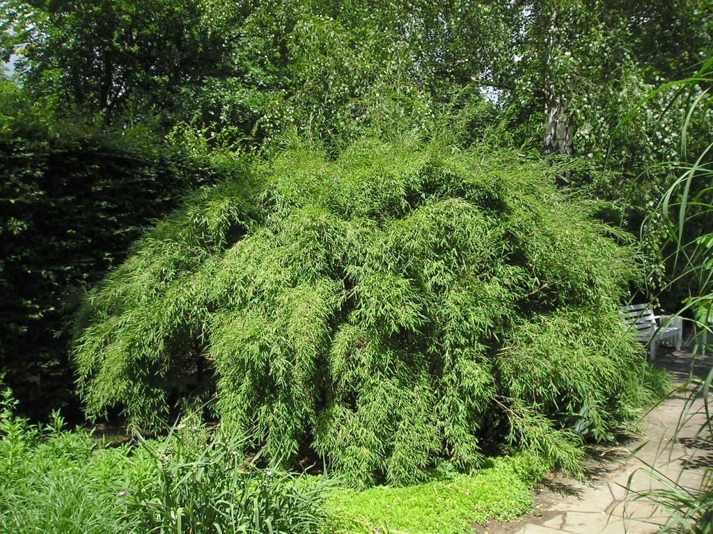 Umbrella Bamboo