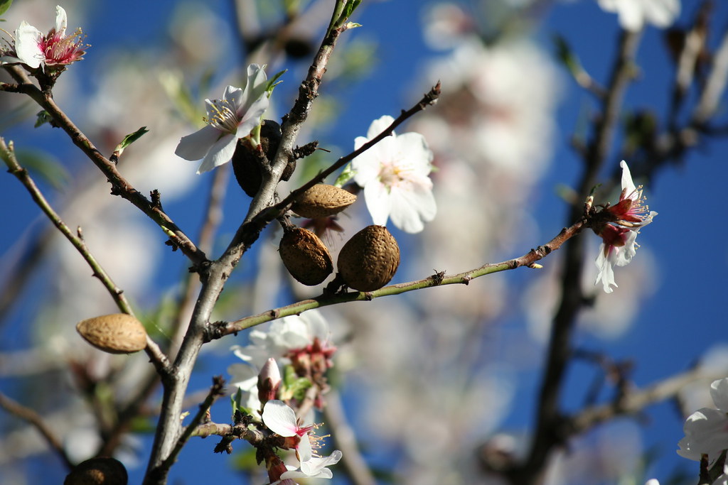 Almond Tree