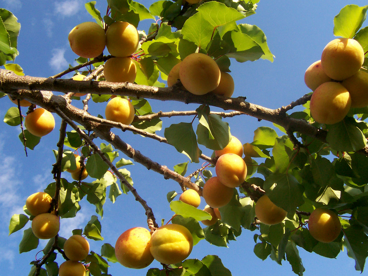 Apricot Tree