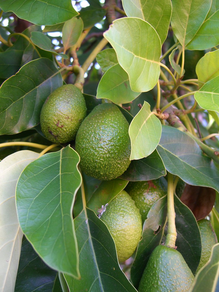 Avocado Tree