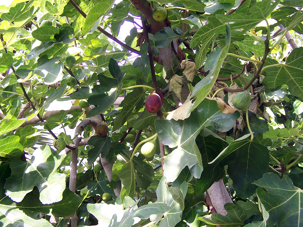 Fig Tree