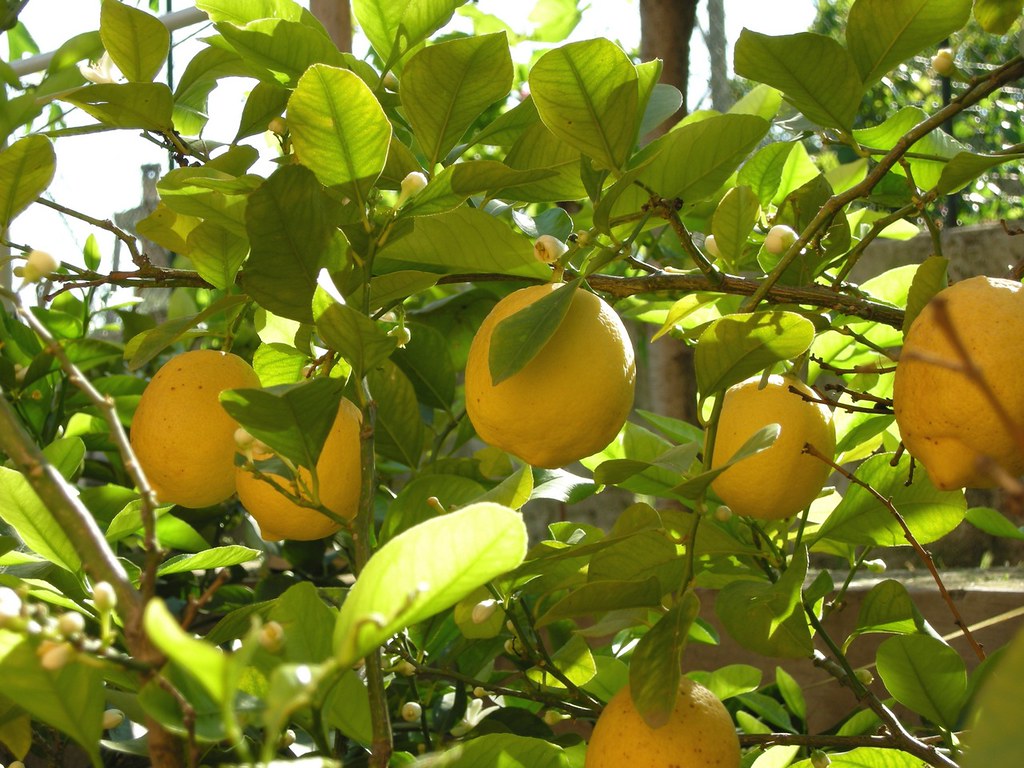 Lemon Tree