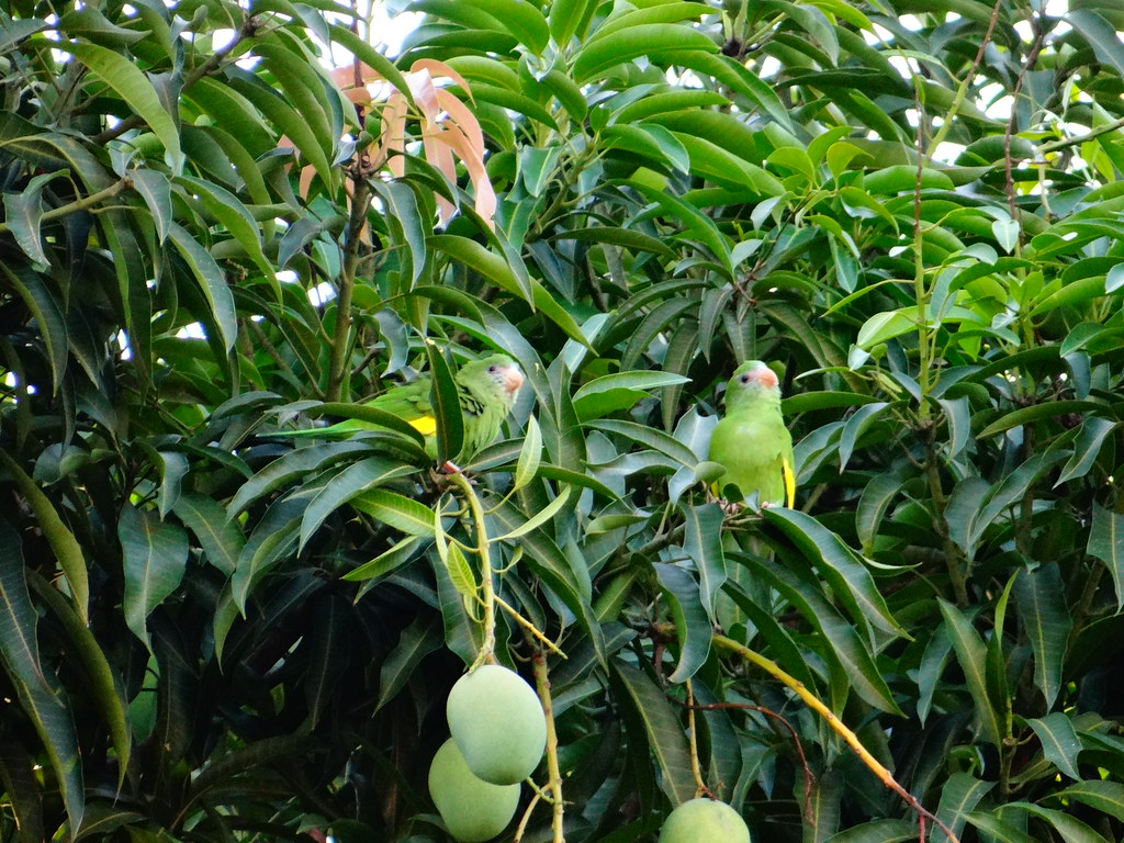 Mango Tree