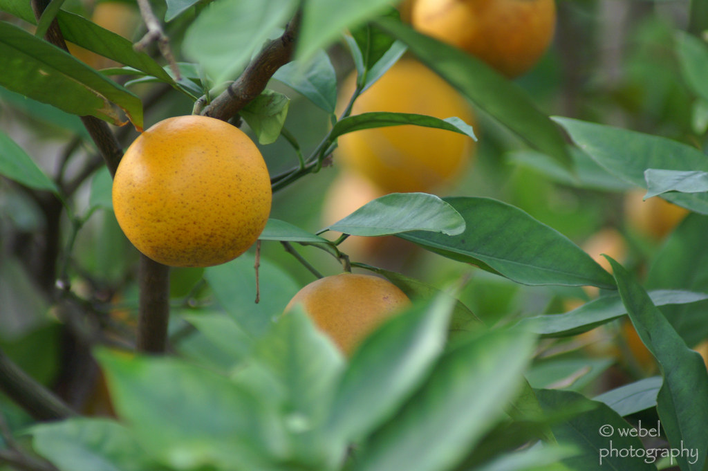 Orange Tree