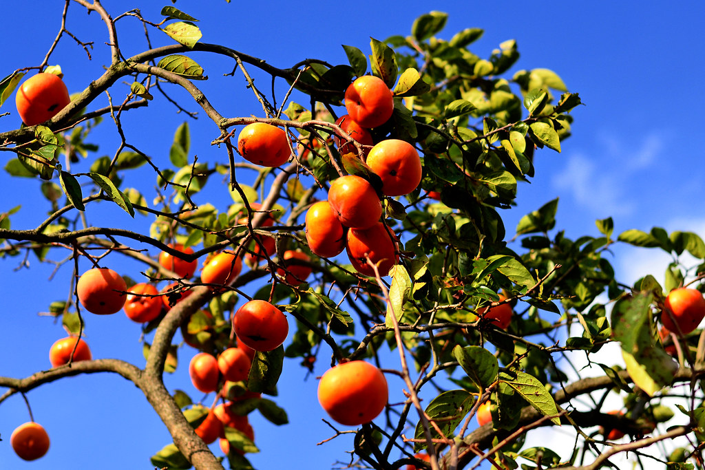 Persimmon Tree