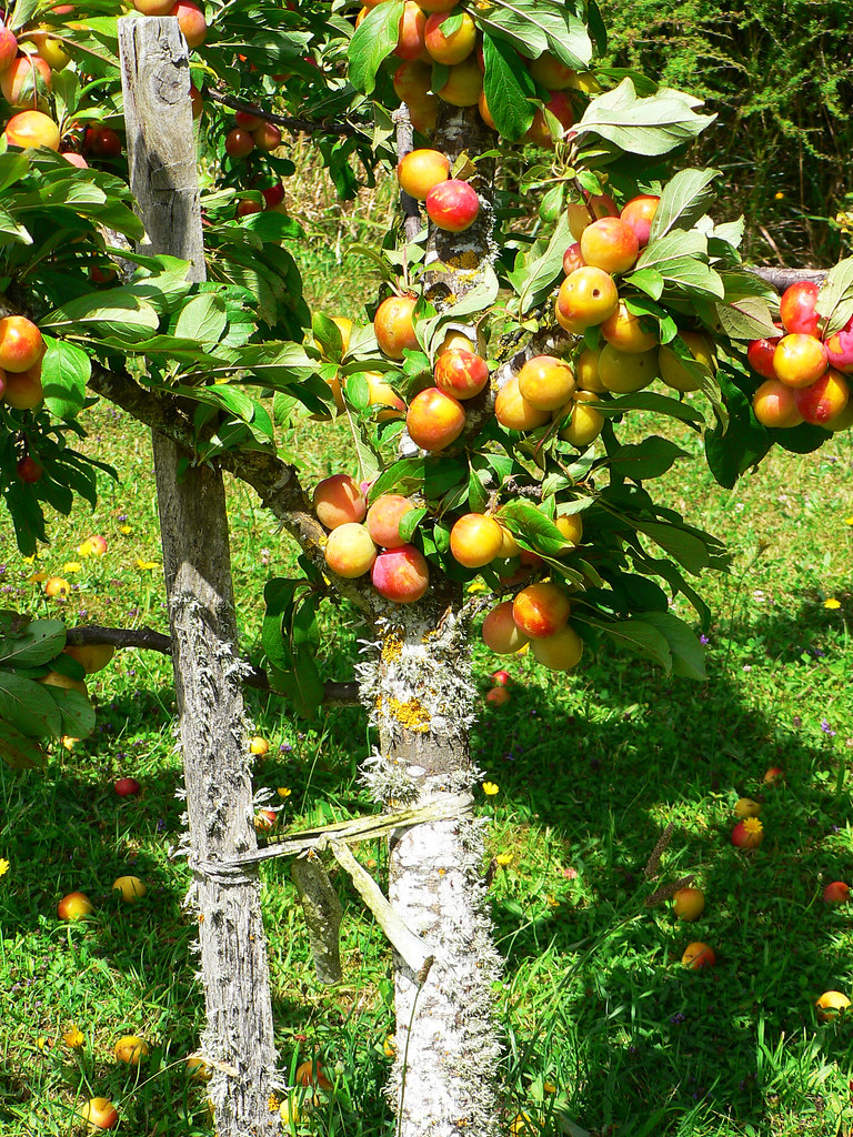 Plum Tree