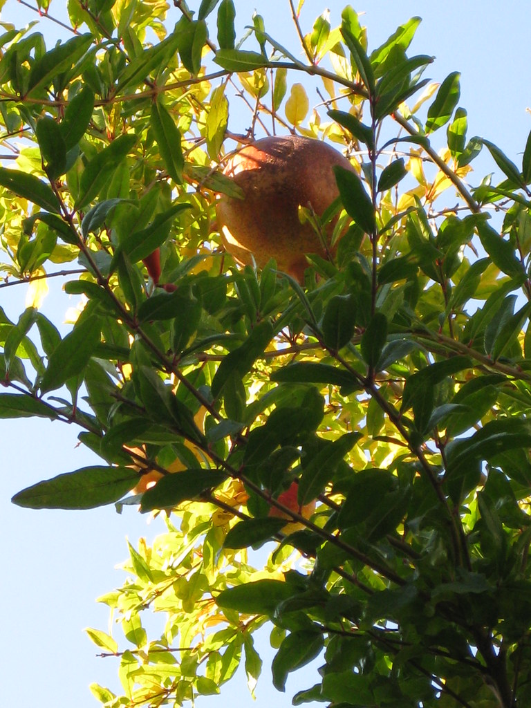 Pomegranate Tree