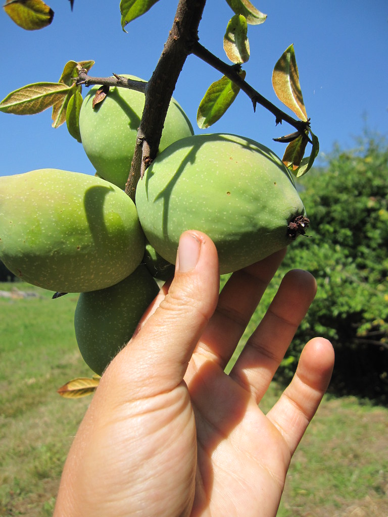 Quince Tree