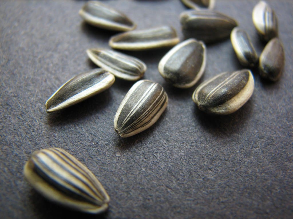 Sunflower Seeds