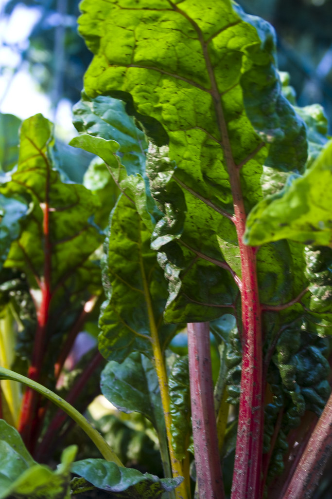 Swiss Chard