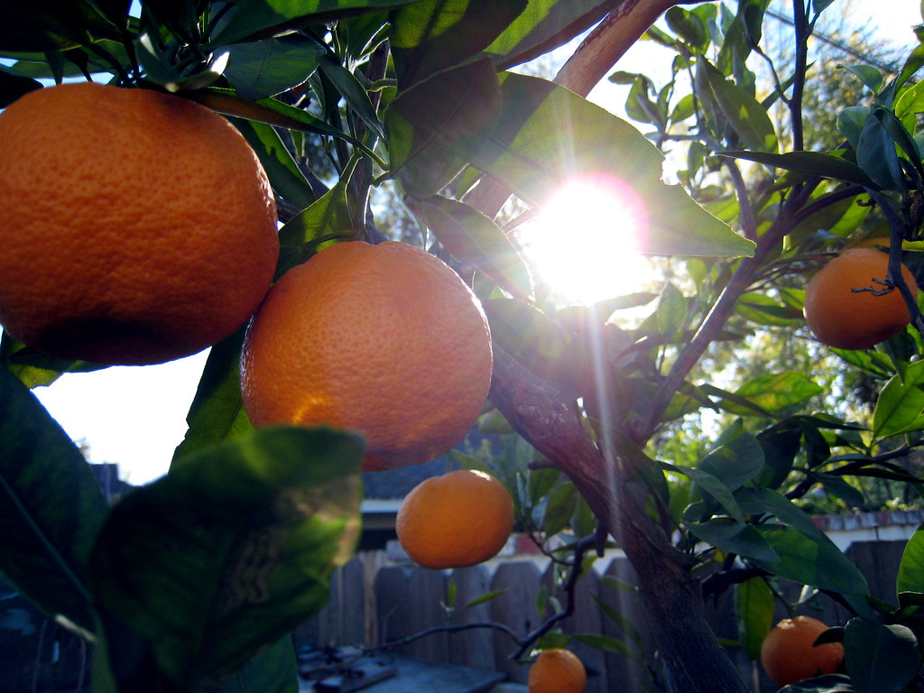 Tangerine Tree