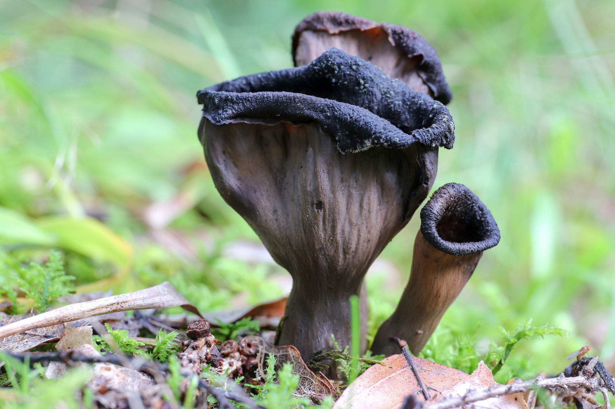 Black Trumpet Mushroom