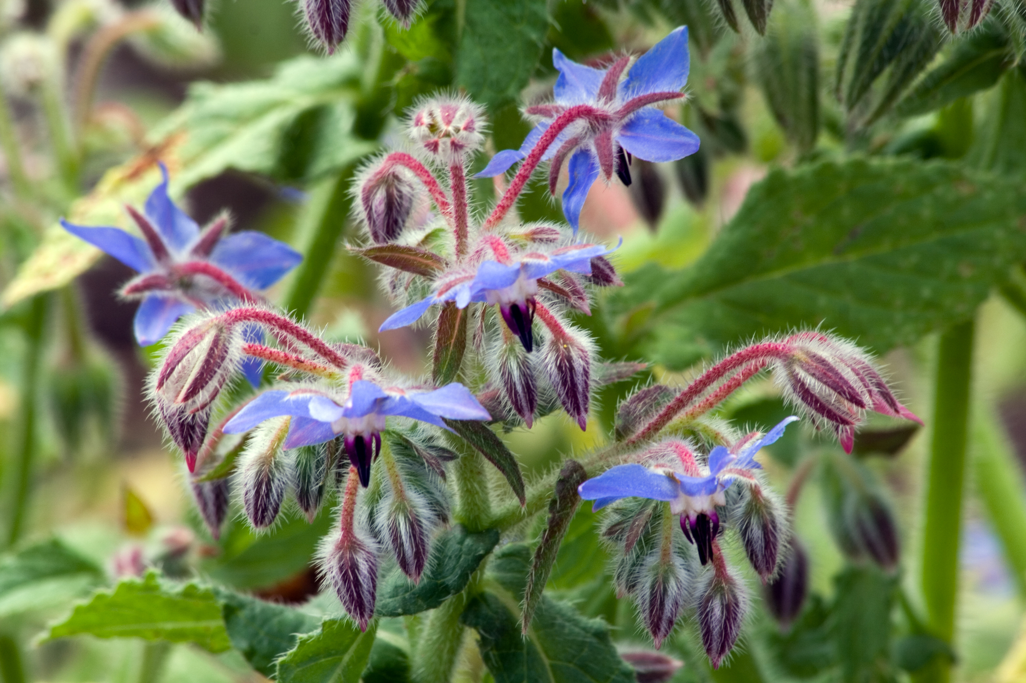 Borage