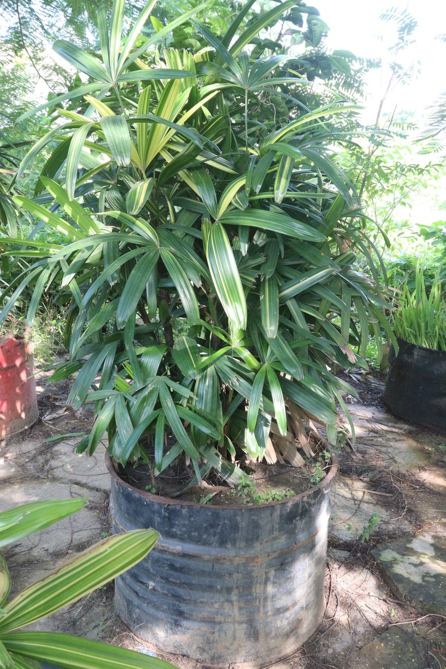 Broadleaf Lady Palm