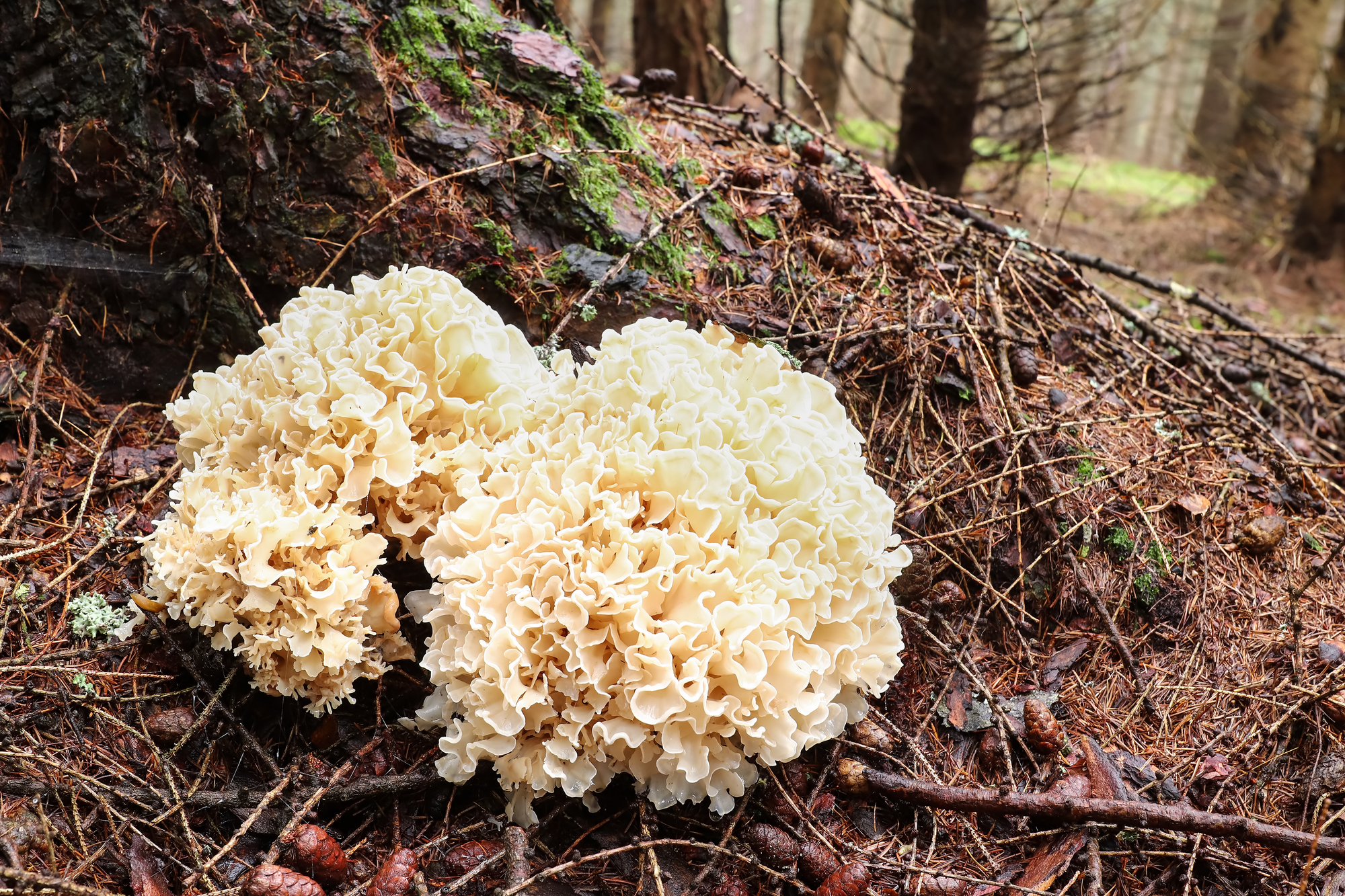 Cauliflower Mushroom