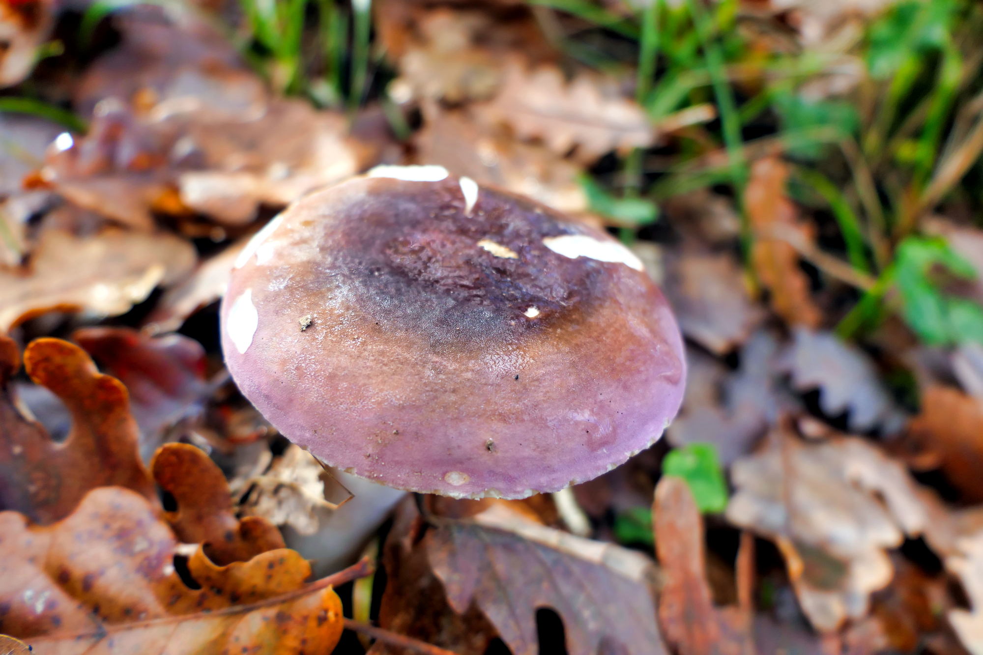 Charcoal Burner Mushroom