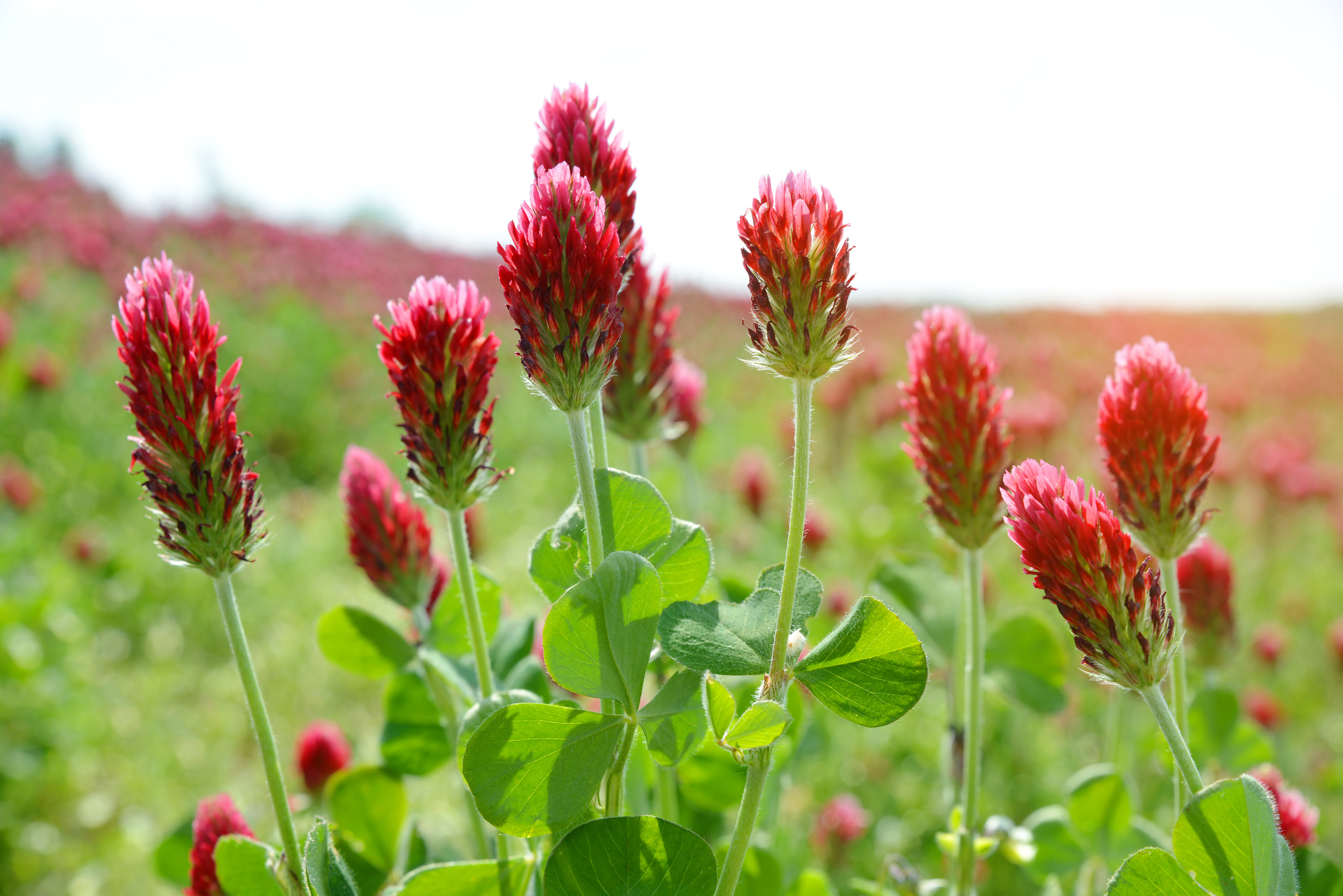 Crimson Clover