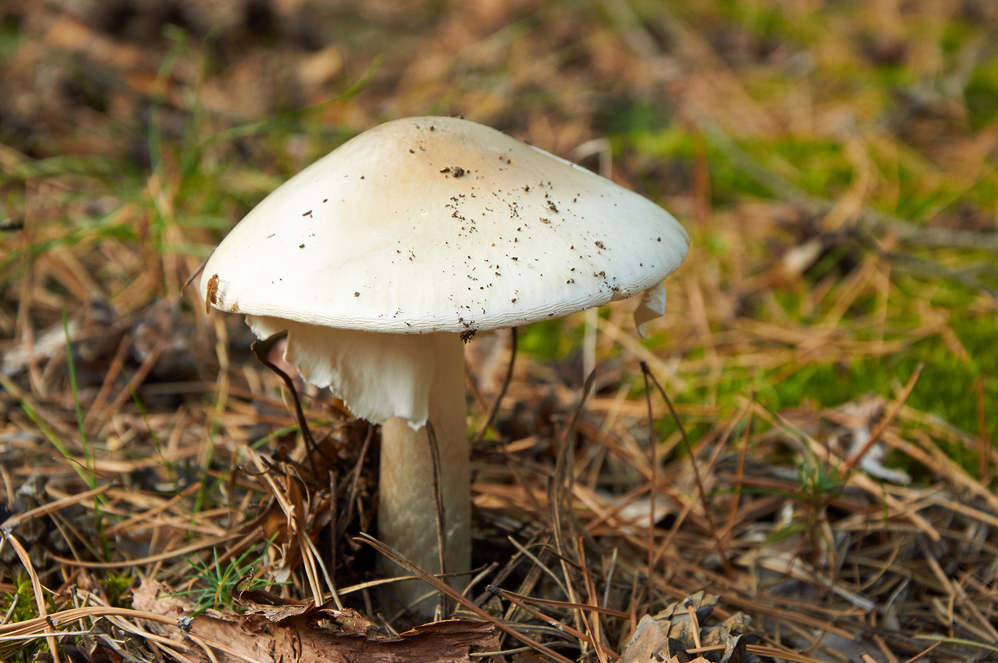 Death Cap