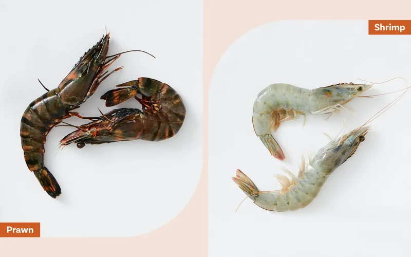 Difference Between Shrimp and Prawns